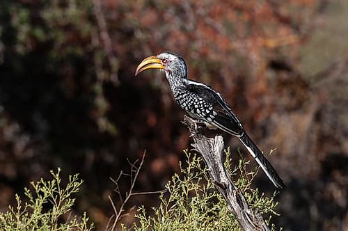 Portrait of a southern yellow-billed hornbill Chief Island-Okavango Delta-Botswana Art Print